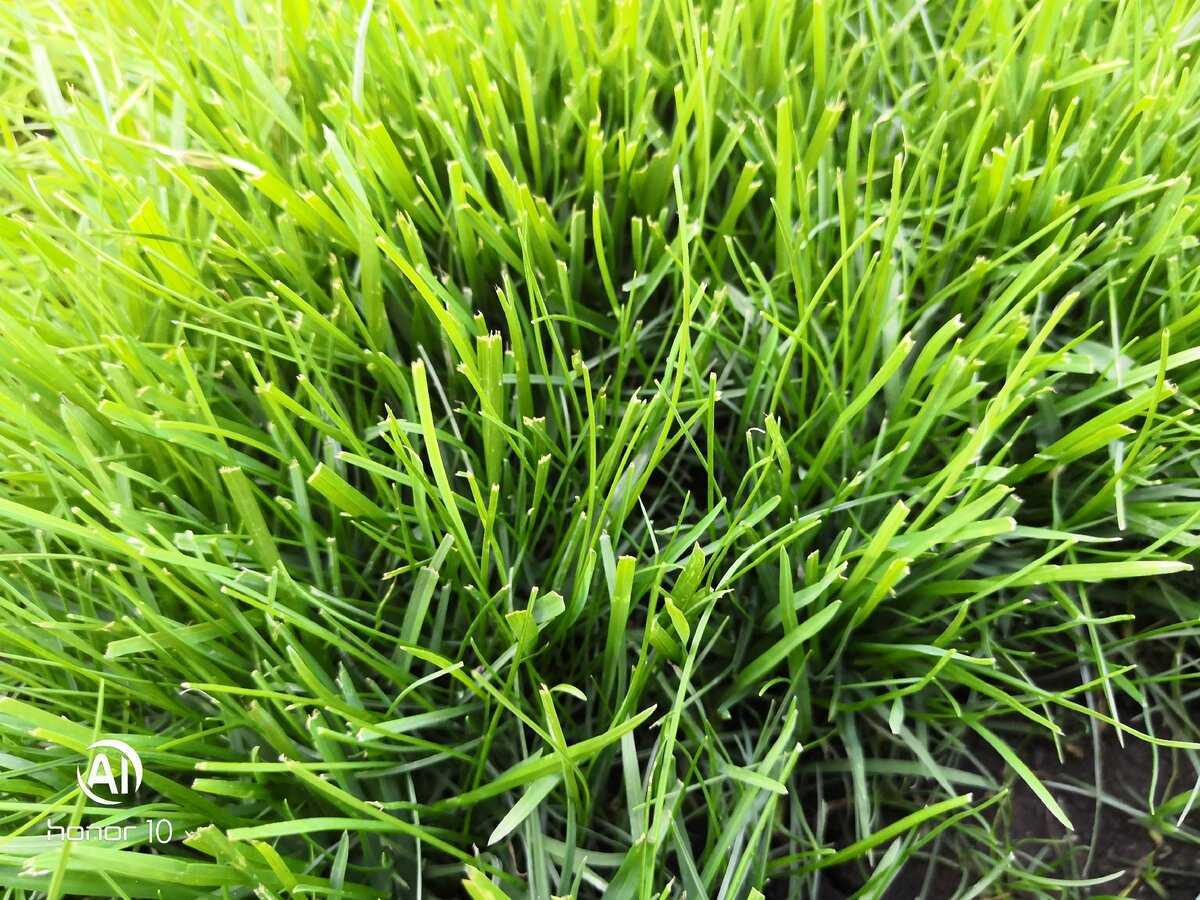 ✿ газонная трава: как правильно выбрать в зависимости от вида газона