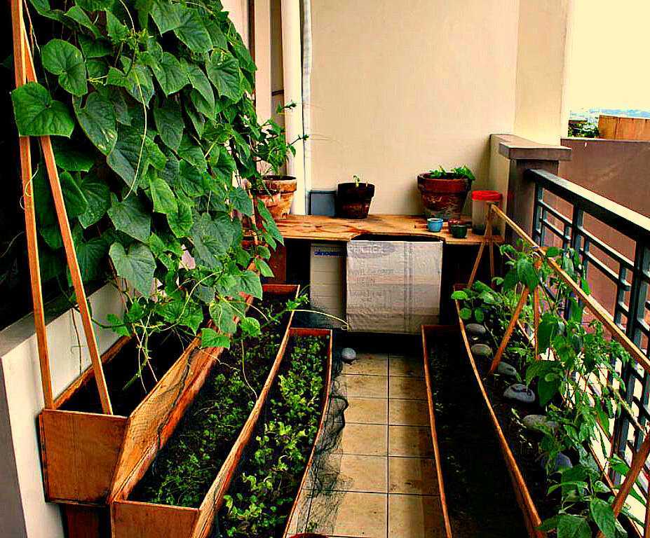 Клубника на балконе. 10 основных правил успешного выращивания