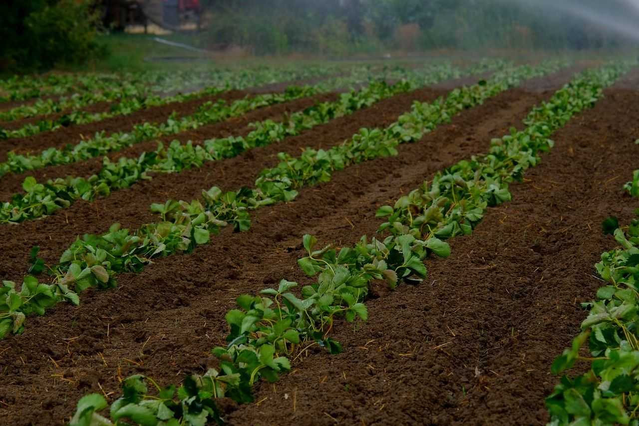Как вырастить шпинат в огороде своими руками + видео