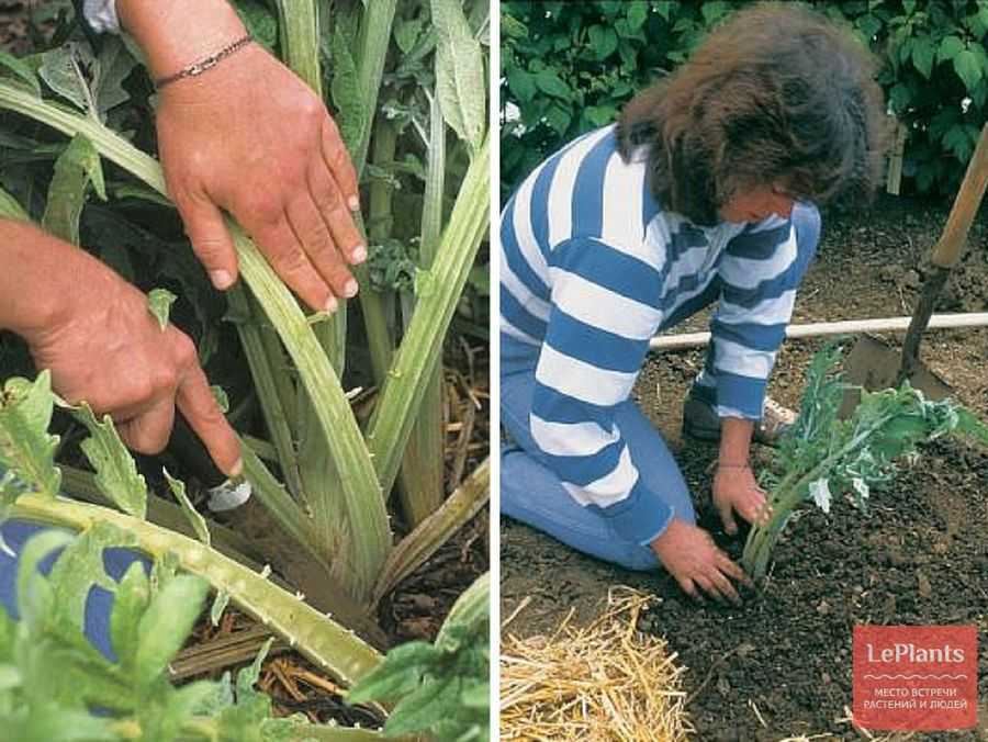 Выращивание артишока в открытом грунте