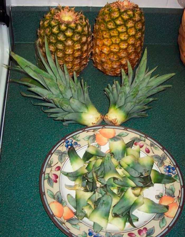 Как выращивают ананасы в домашних условиях: способы с описанием