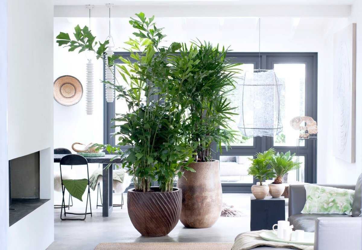 Используйте комнатные растения в интерьере квартиры и ваше жилье обретет особую красоту и энергетику Примеры на 65 фото смотрите в новой статье Dekorin