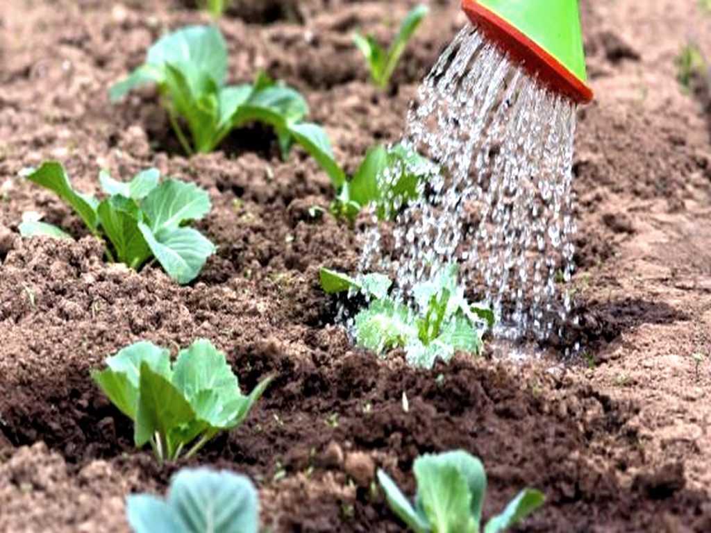 Как вырастить шпинат в открытом грунте: секреты посадки и ухода за полезной зеленью