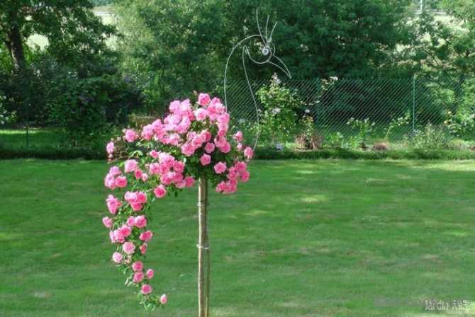 Выращиваем плетистую розу на штамбе в домашних условиях
