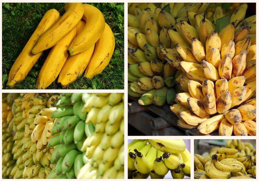 Как правильно хранить бананы дома, чтобы они не чернели, можно ли замораживать