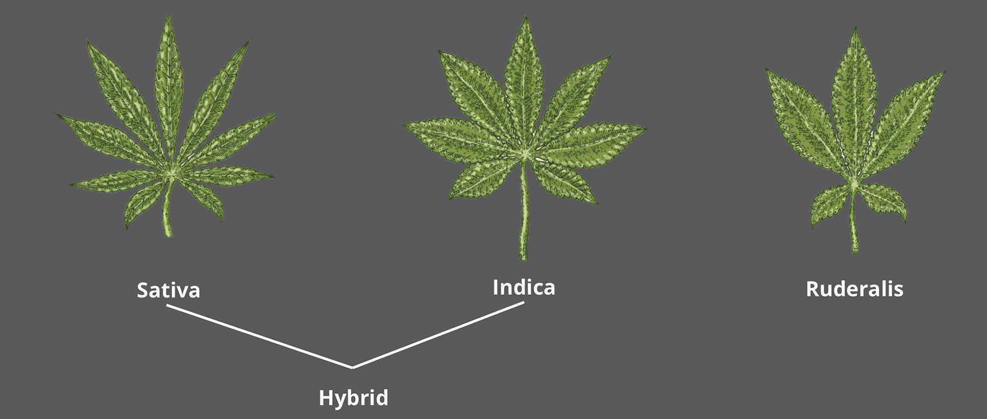 Различие видов марихуаны чернеют листья конопли