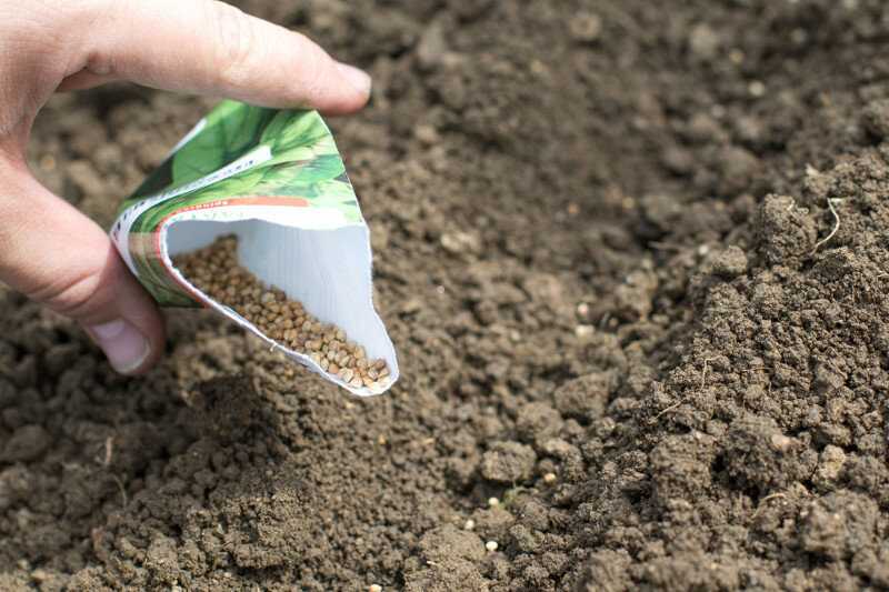 Шпинат: выращивание из семян в открытом грунте и домашних условиях, вред и польза, фото