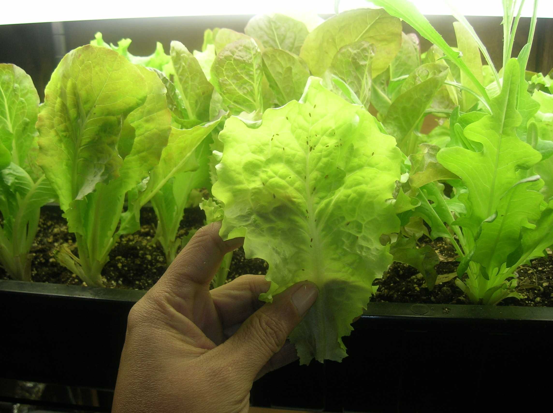 Как вырастить рассаду салата в домашних условиях