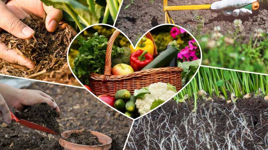 Шпинат: выращивание и уход в открытом грунте и домашних условиях