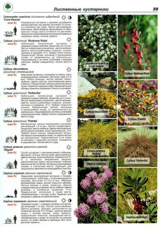 Декоративные кустарники для сада и огорода с названиями и фотографиями