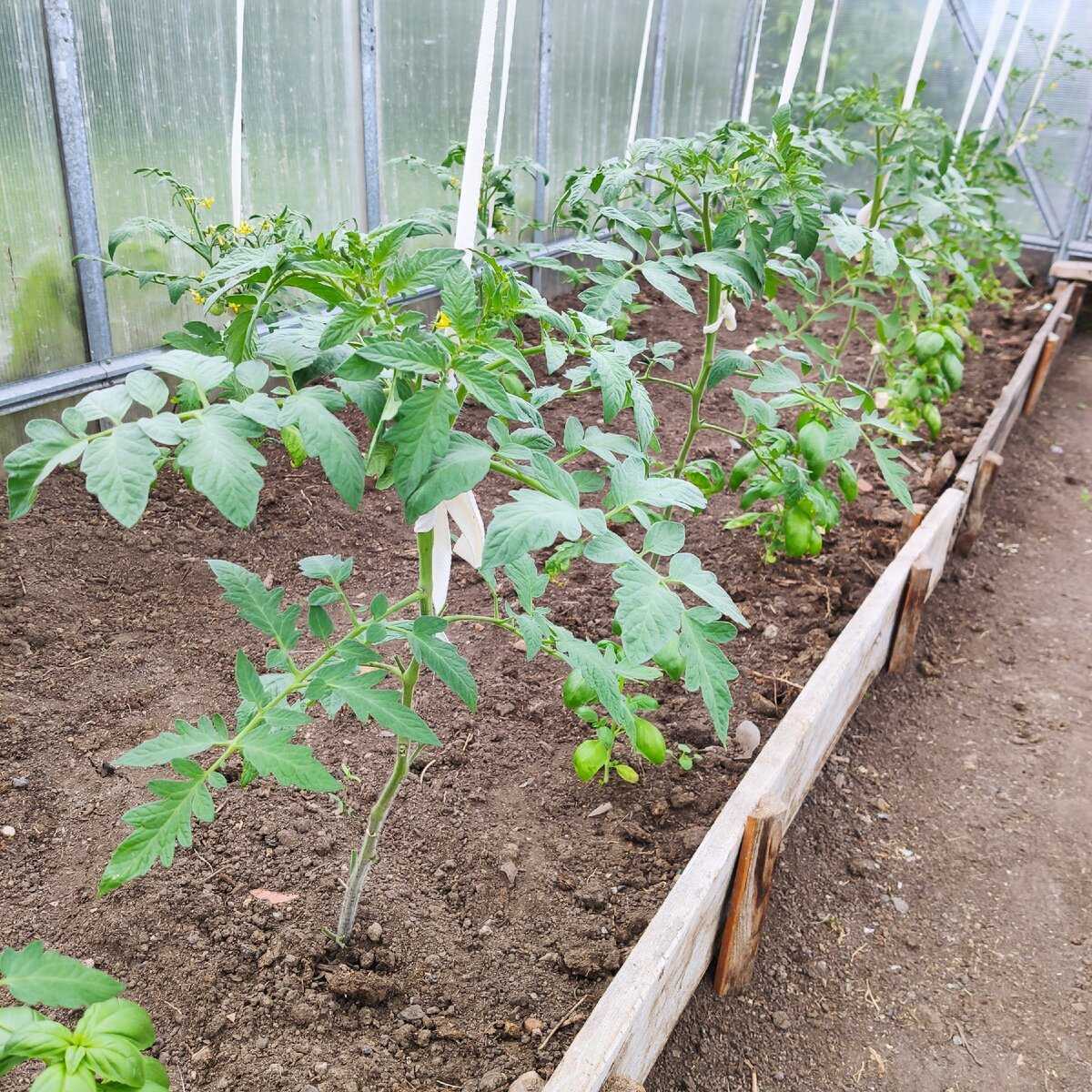 Как правильно поливать помидоры в теплице для хорошего урожая и когда прекратить их полив: советы и хитрости огородников