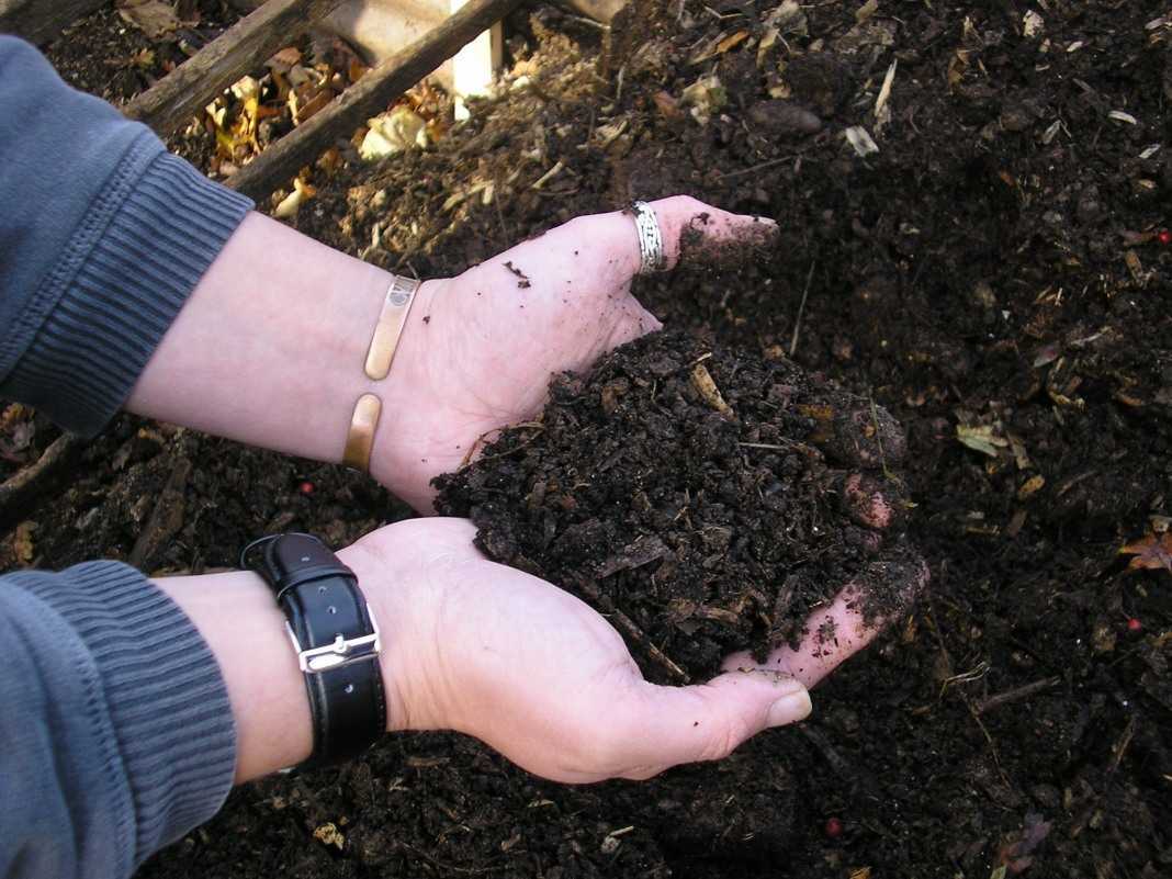 Слабящие продукты: льняное и оливковое масло, лимон, чернослив, кофе и клетчатка
