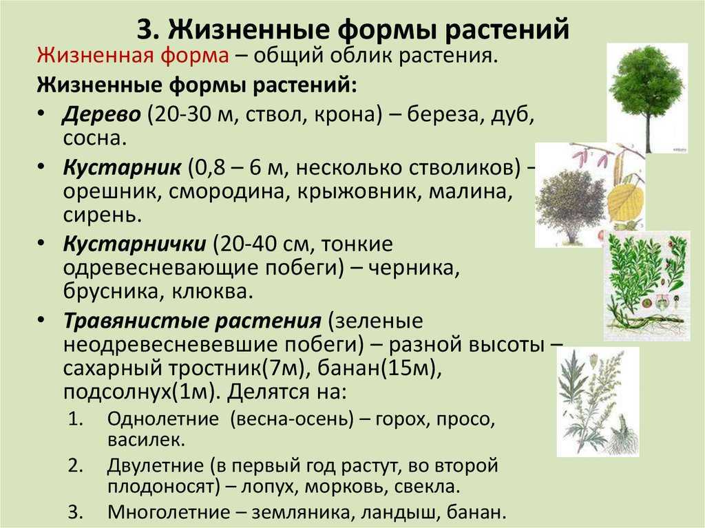 Сорта кустарников для быстрорастущей изгороди: названия, особенности выращивая и ухода