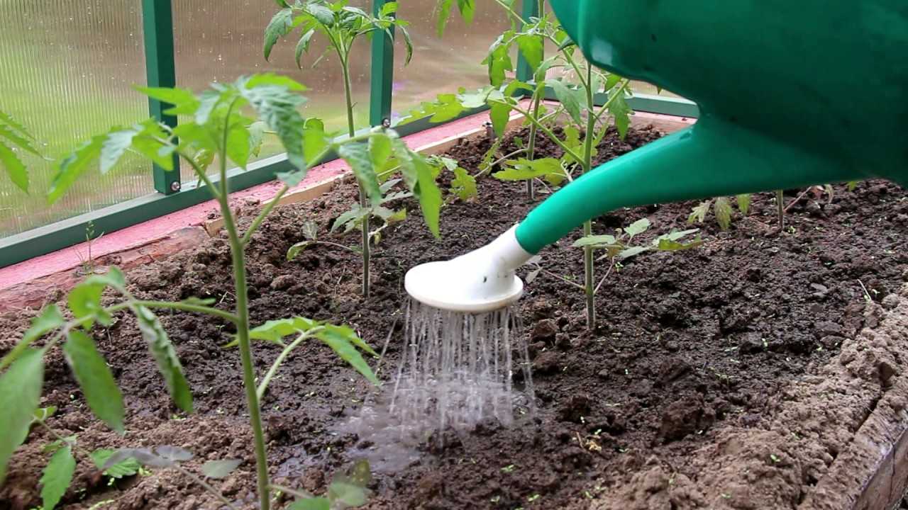 Полив помидоров в теплице: как часто и правильно поливать томаты | огородник