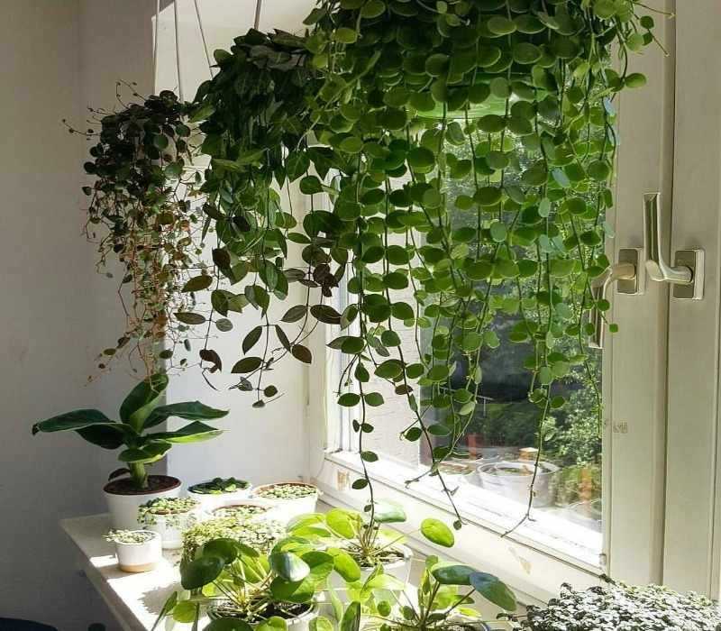 Композиции из суккулентов (34 фото): мини-садики из кактусов. как создать сад в одном горшке? как сделать новогодние композиции в стекле?