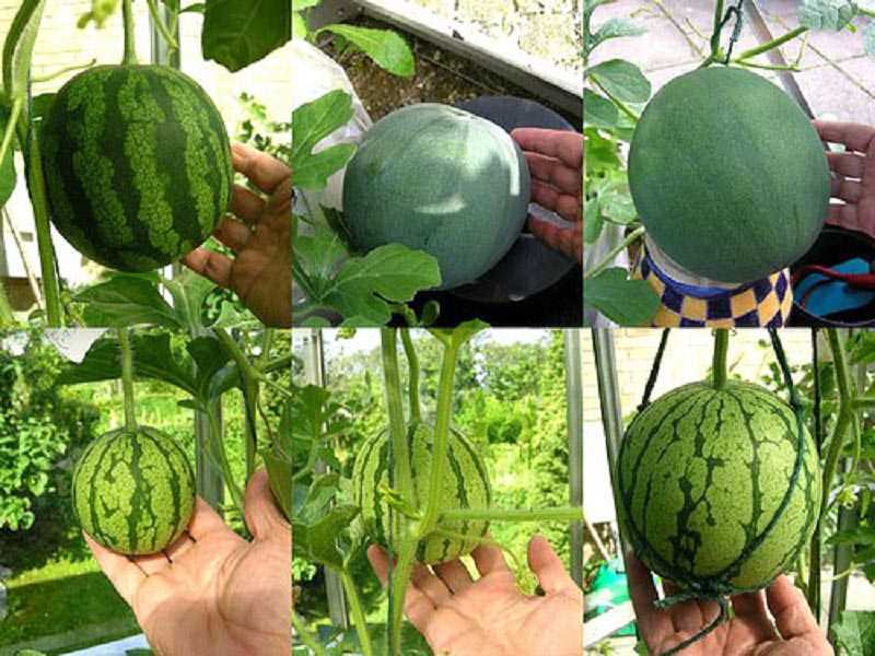 Плоды воображения: как вырастить необычные по форме овощи и фрукты