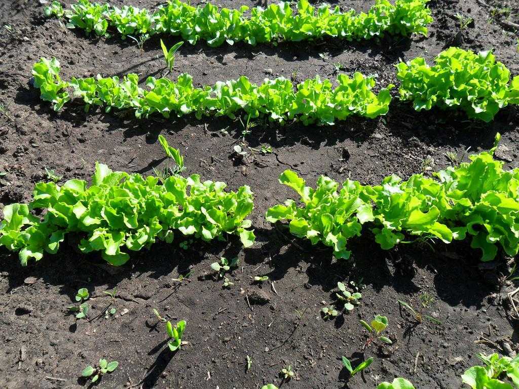 ✅ салат: как вырастить из семян в открытом грунте, выращивание салата на подоконнике