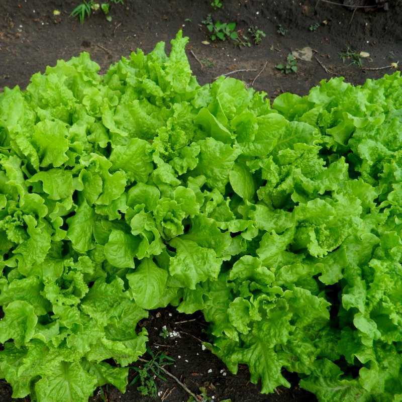 Как вырастить дома листовой салат. секреты и хитрости