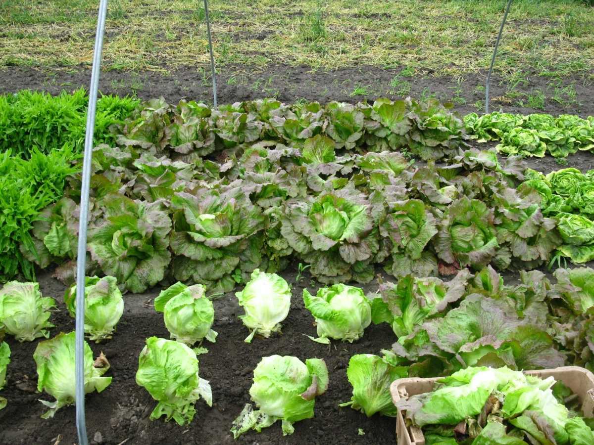 Выращивание салата в открытом грунте – основы агротехники + видео