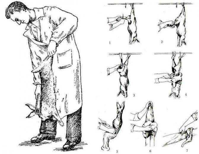 Как снять шкуру с кролика (с иллюстрациями) - wikihow