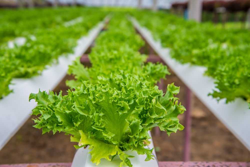 Выращивание салата: в открытом грунте, в домашних условиях, на гидропонике, посадка рассады, посев семян, полив, уход, сбор урожая