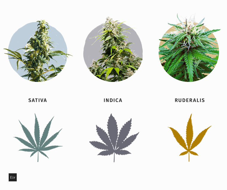 Отличия марихуаны от конопли листья как у конопли
