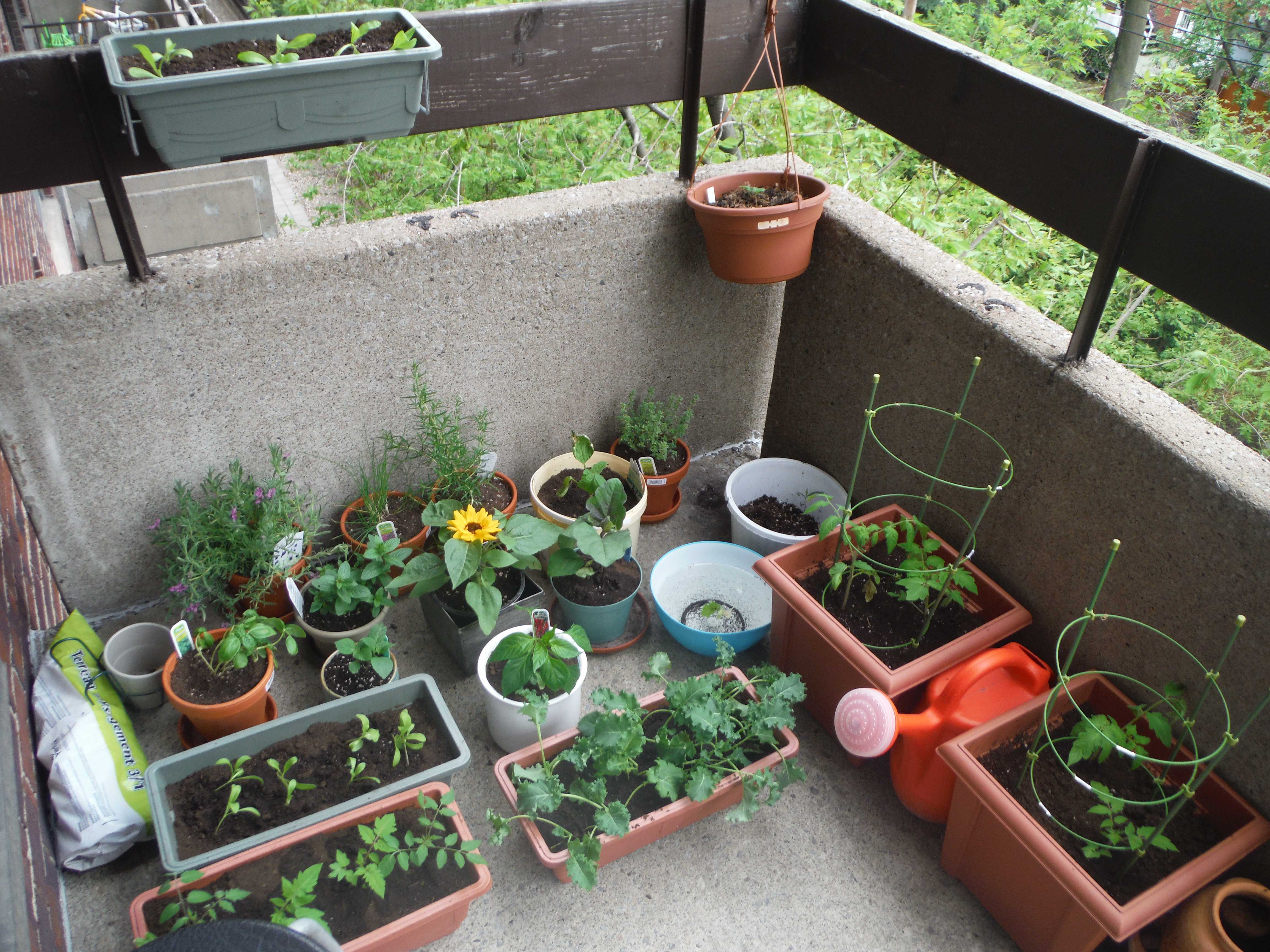 Овощи на балконе. выращивание овощей на балконе