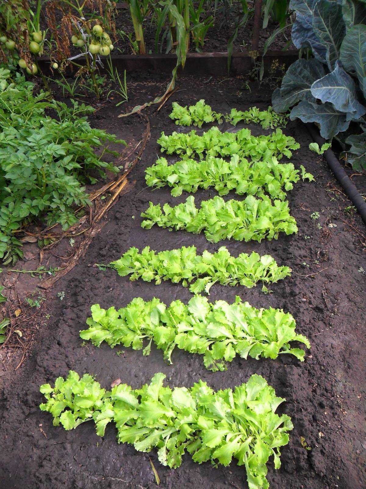 Как и где выращивают листовой салат