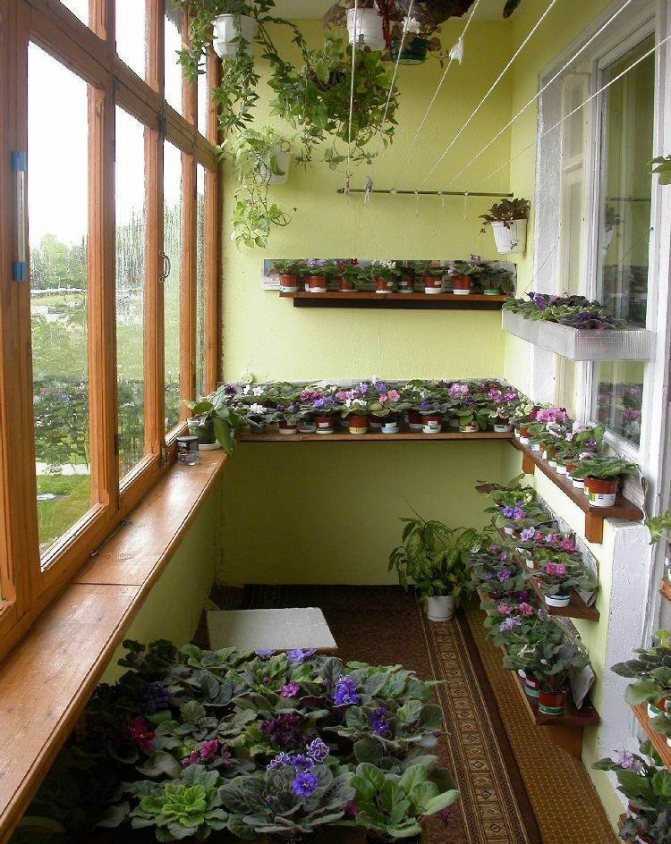 Помидоры на балконе - как правильно организовать оранжерею на балконе и вырастить томаты