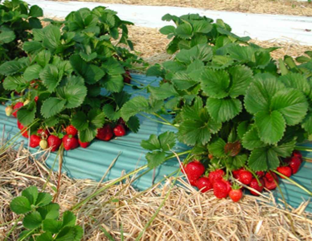 Выращивание клубники - пять советов как получить хороший урожай
