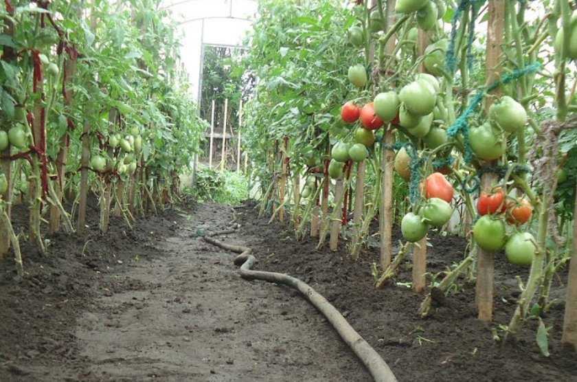 Нужно ли поливать помидоры дополнительно - основы уходы