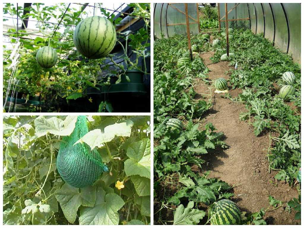 Пошагово: выращиваем большие арбузы в обычном нежарком климате – что нужно знать?