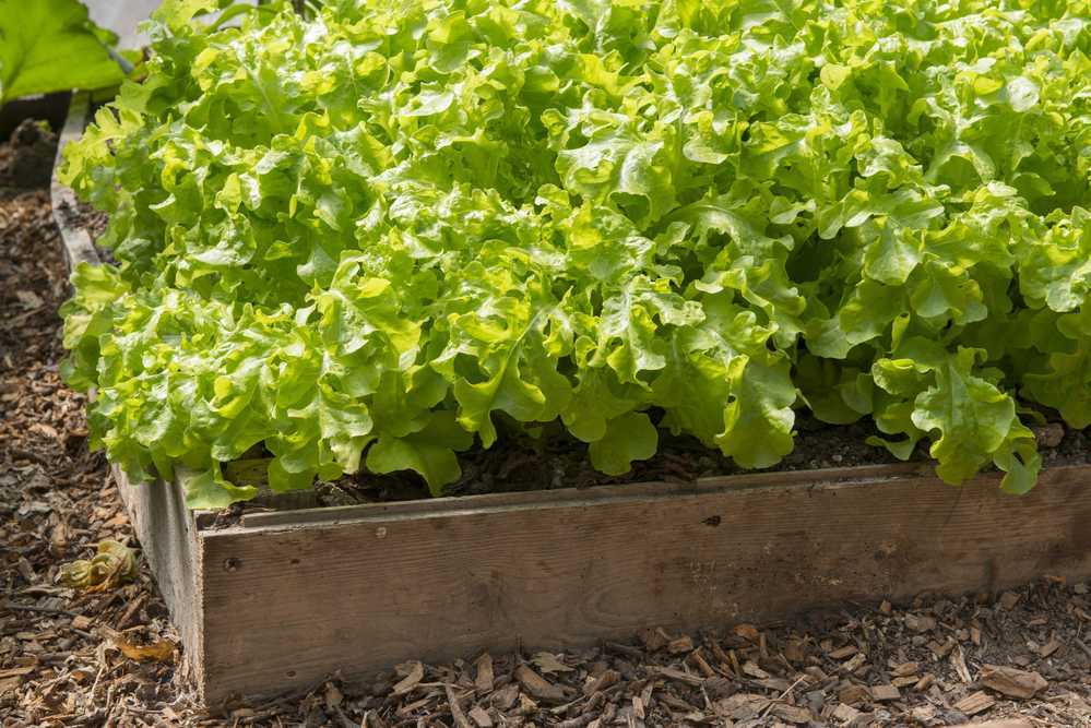 Правила выращивания салата на подоконнике и на огороде