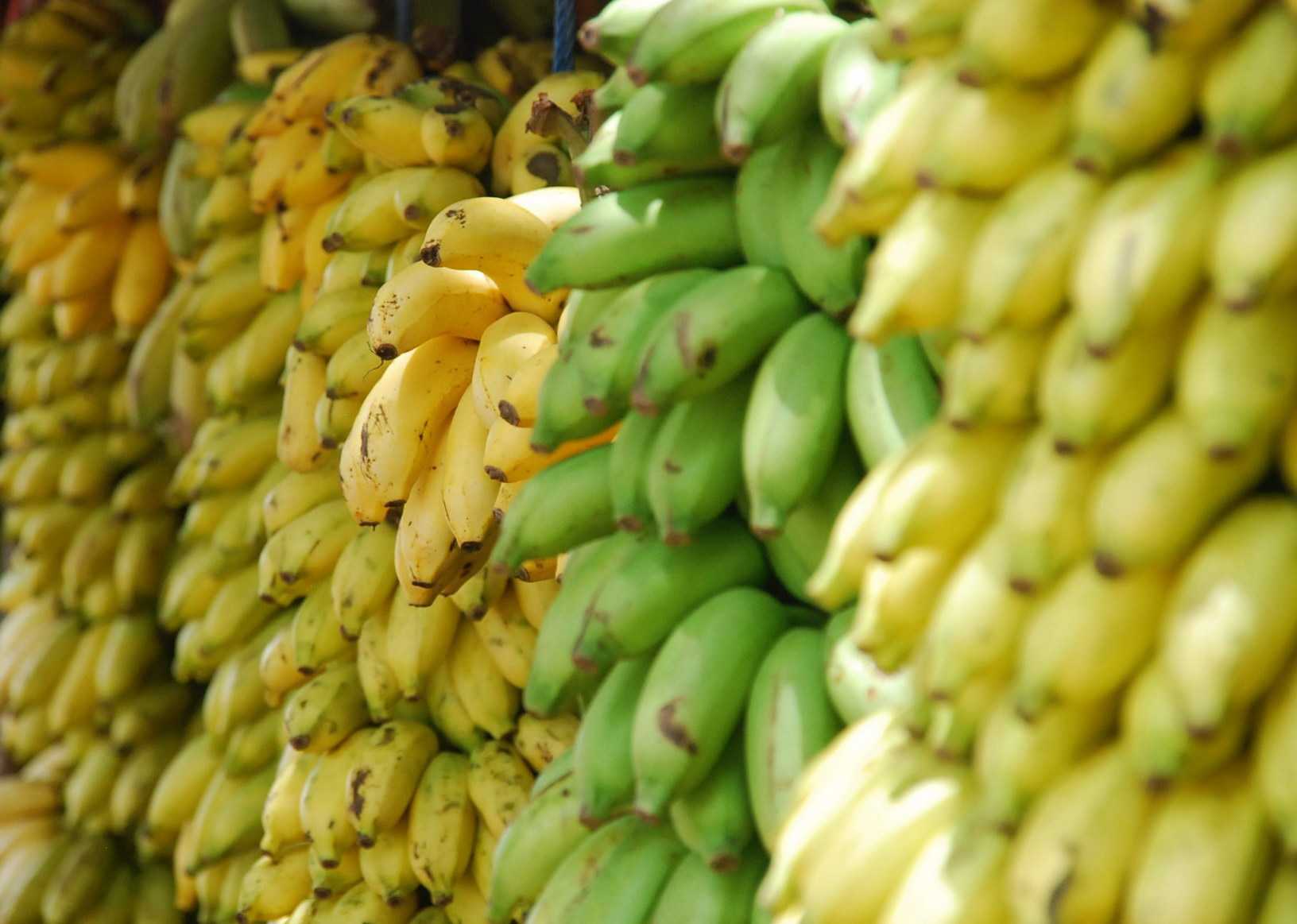 Почему бананы нельзя хранить в холодильнике и насколько пагубным для организма окажется такое действие человека