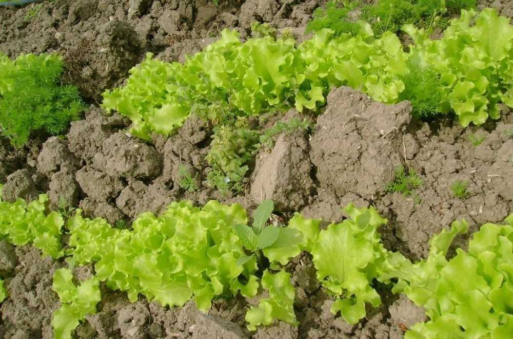 Особенности выращивания листового салата