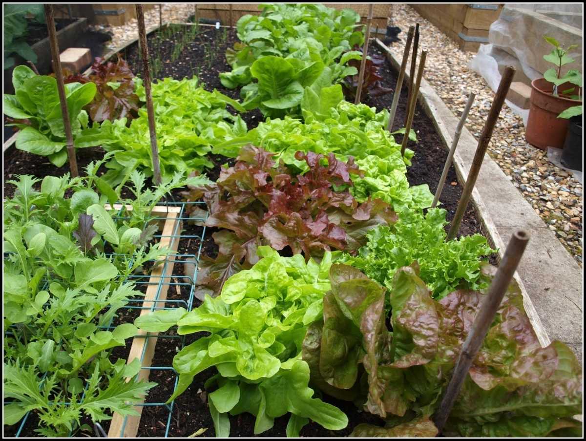Выращивание салата в теплицах: салат айсберг, листовой, латук из семян » eтеплица