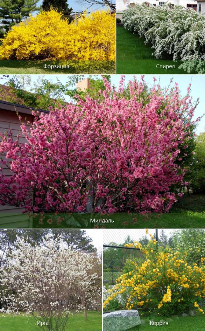 Цветущие кустарники и деревья: названия и фото