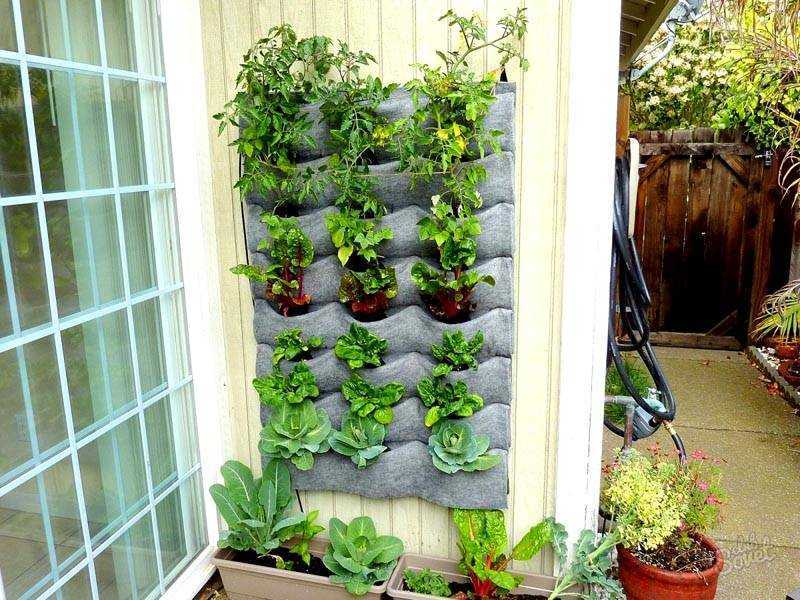 Можно ли вырастить землянику на балконе и собирать урожаи круглый год