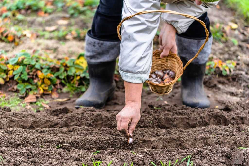 Шпинат — посадка, выращивание и уход в открытом грунте