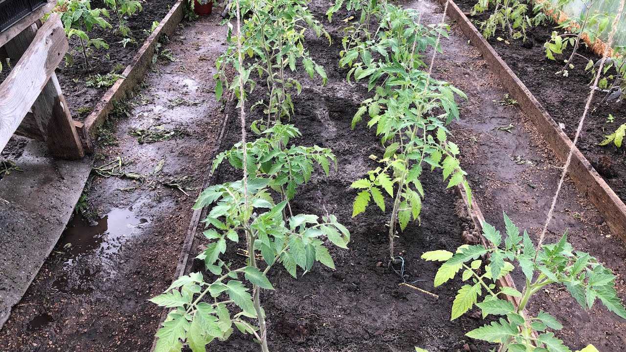 Как поливать помидоры, чтобы они давали хороший урожай – все, что нужно знать новичку