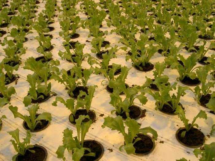 Выращивание салата айсберг из семян в теплице на продажу как бизнес
